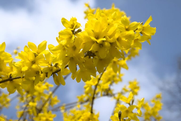 Forsythia