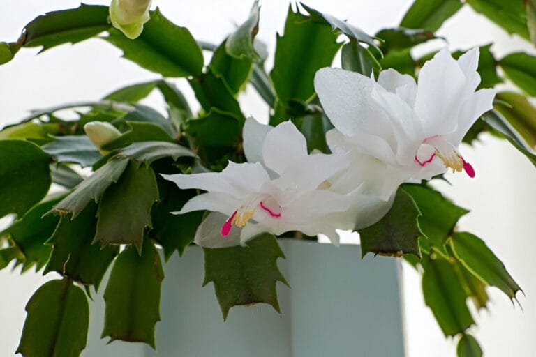 Thanksgiving Cactus: Care Tips, Colors, and Unique Characteristics