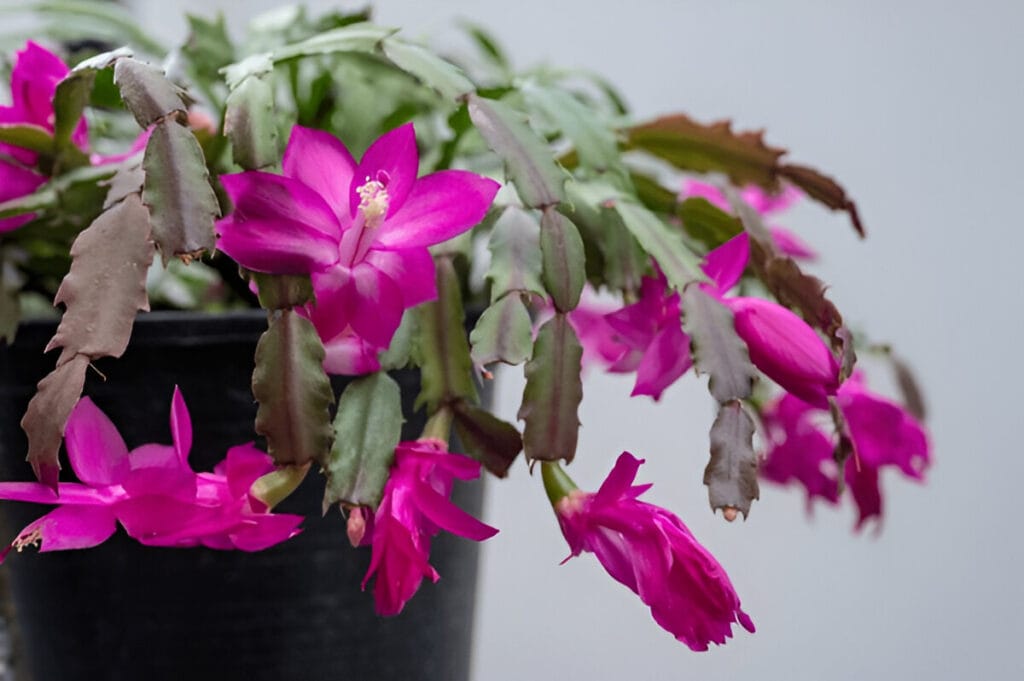 7xm.xyz513798-1024x681 Thanksgiving Cactus: Care Tips, Colors, and Unique Characteristics