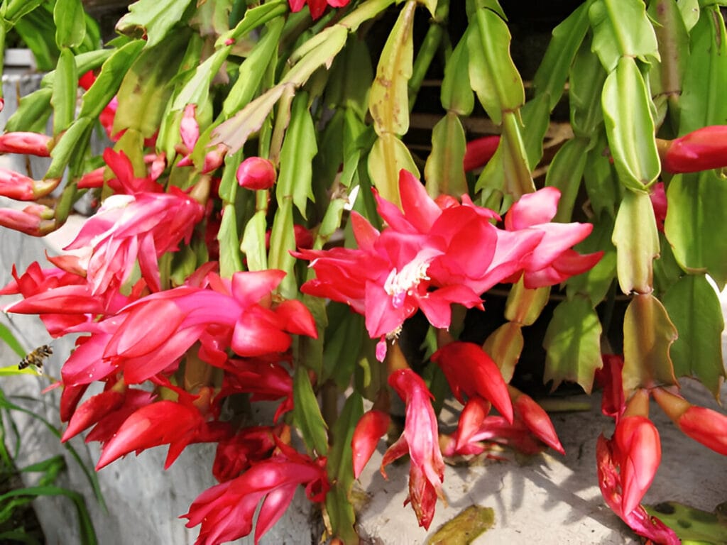 7xm.xyz644919-1024x768 Thanksgiving Cactus: Care Tips, Colors, and Unique Characteristics
