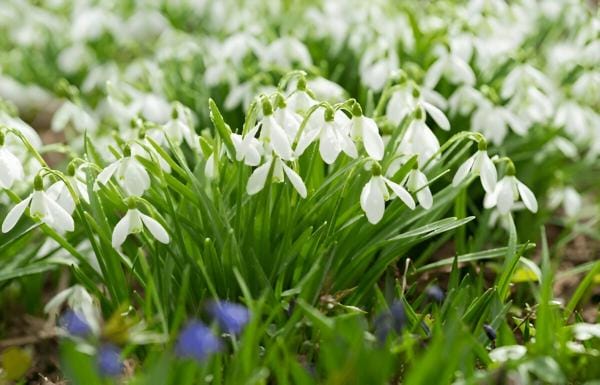 SNOWDROPS FLOWERS