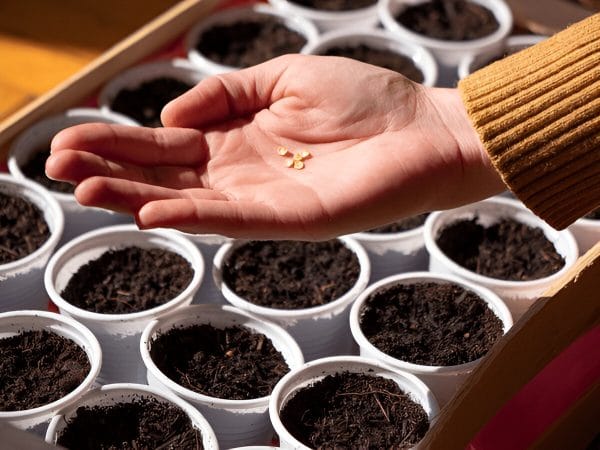 7xm68053cbf25194-1 When to Start Seeds Indoors: A Comprehensive Guide for Gardeners