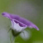 Cranesbill Geranium