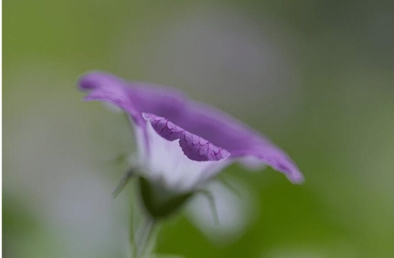 Cranesbill Geranium