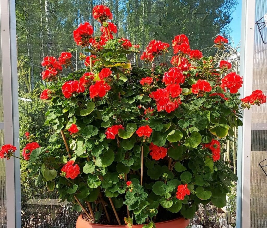 WhatsApp-Image-2025-07-10-at-19.51.57-1-1024x874 Red GeraniumS: Complete Care Guide and Growing Tips