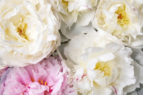 How-to-Plant-Peonies-for-Stunning-Blooms How to Plant Peonies for Stunning Blooms