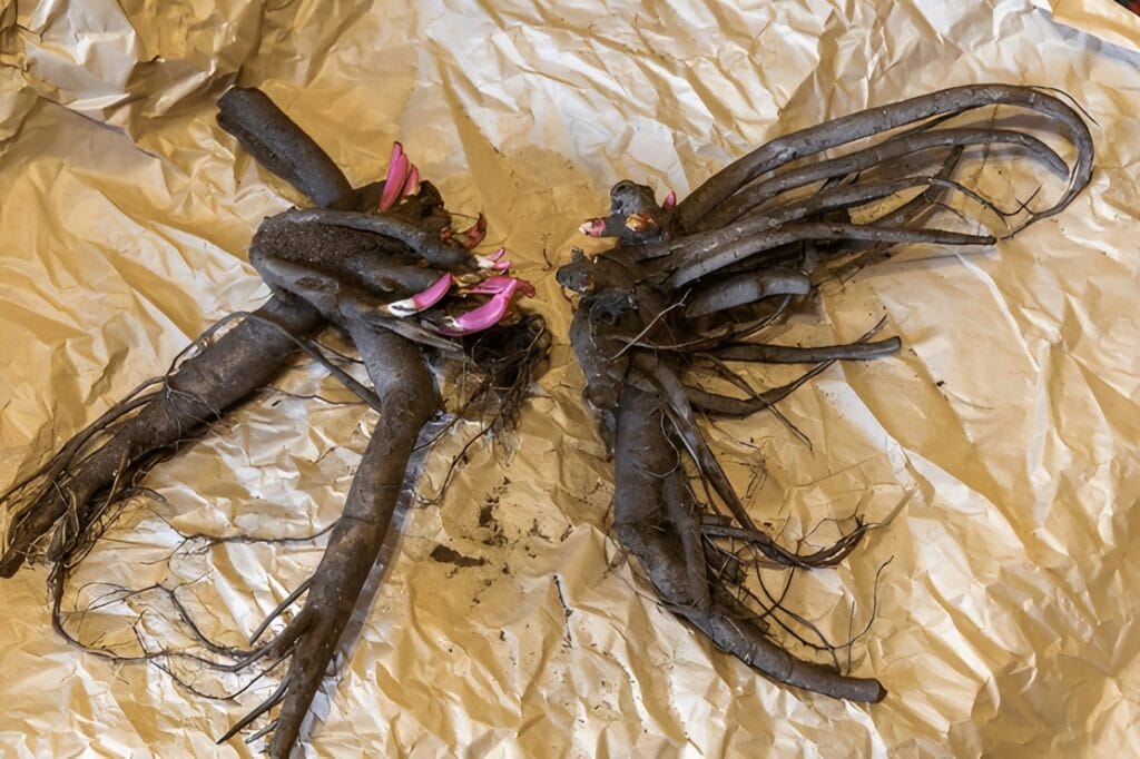 peony-root-1024x682 How to Plant Peonies for Stunning Blooms