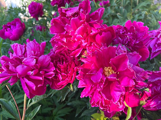 petal-peony Woodcrafts Wonders