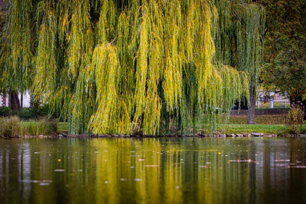 weeping-willow-is-reflected-in-the-water Willow Tree: 5 Incredible Secrets To Know Now