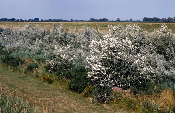white-willow Willow Tree: 5 Incredible Secrets To Know Now